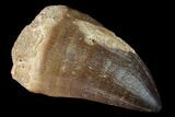 Huge Mosasaur (Prognathodon) Tooth #163692-1